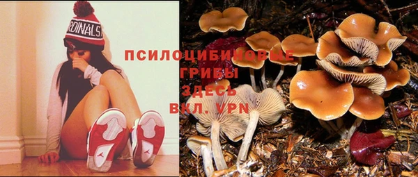 PSILOCYBIN Богородицк